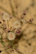 David Plant Photography - Wildlife Photography - Blue fleabane - B